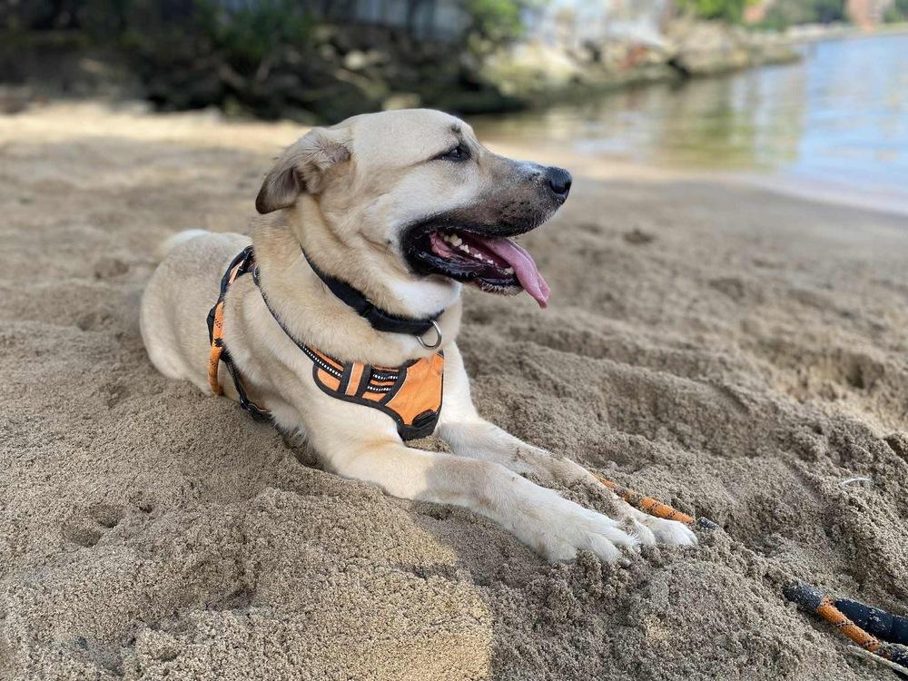 Tiger, Adoptable, Adult Male Mixed Breed.