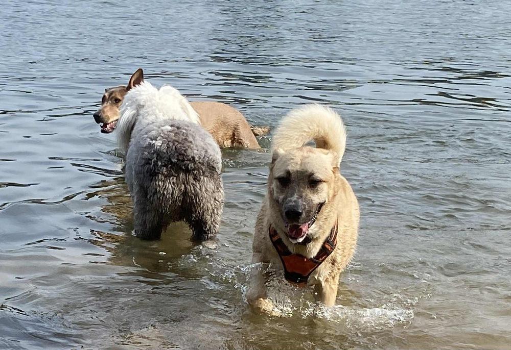 Enlarge Tiger, a Adoptable mixed breed in Valley Stream, NY image 2/6