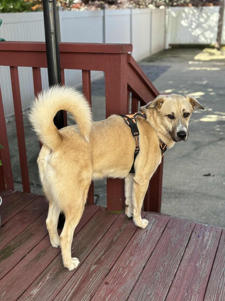 Tiger, a Adoptable mixed breed in Valley Stream, NY image 2/6