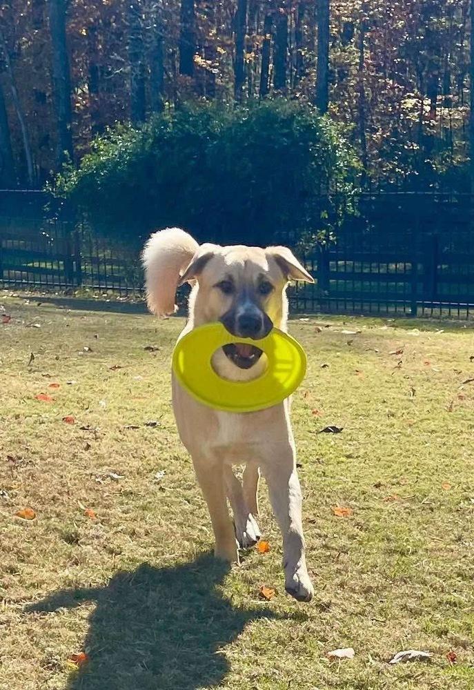 Enlarge Tiger, a Adoptable mixed breed in Valley Stream, NY image 3/6