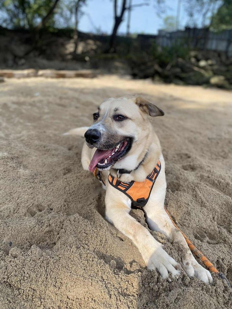 Enlarge Tiger, a Adoptable mixed breed in Valley Stream, NY image 4/6