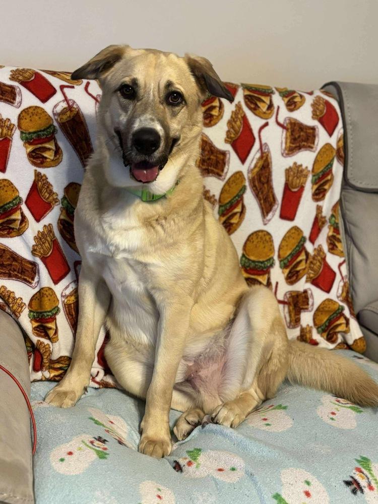 Enlarge Tiger, a Adoptable mixed breed in Valley Stream, NY image 5/6