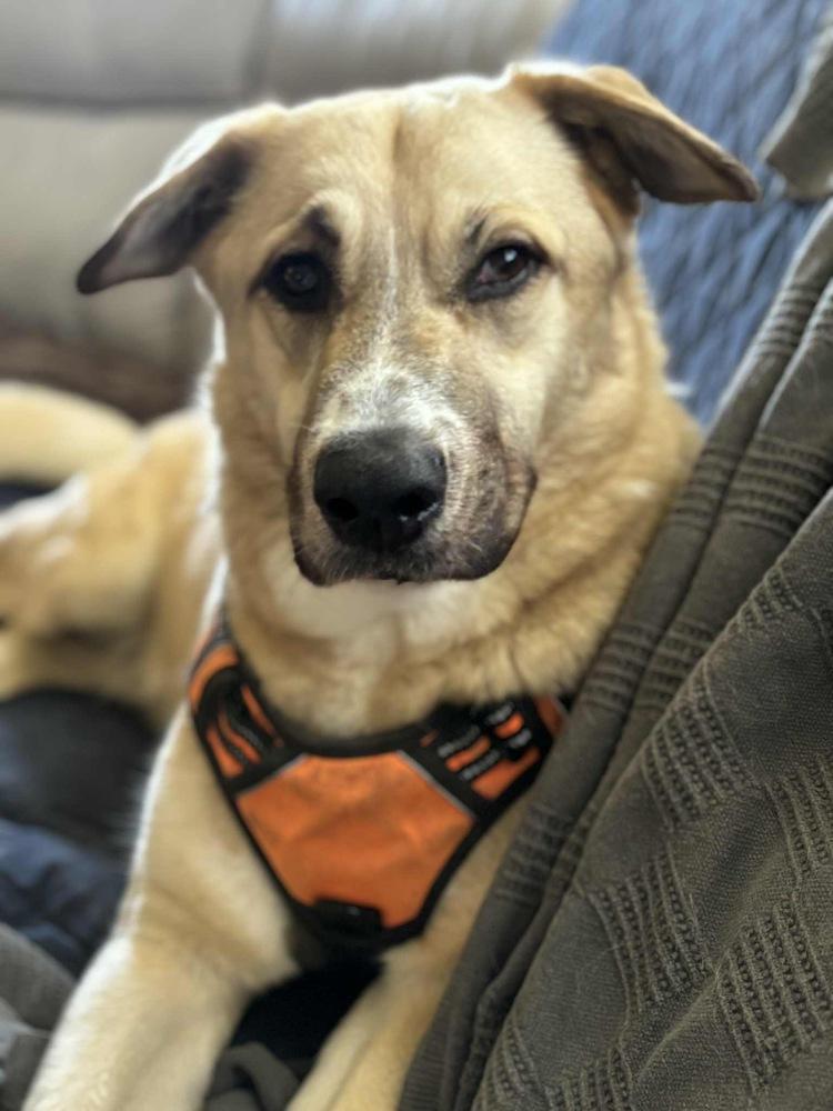 Enlarge Tiger, a Adoptable mixed breed in Valley Stream, NY image 6/6