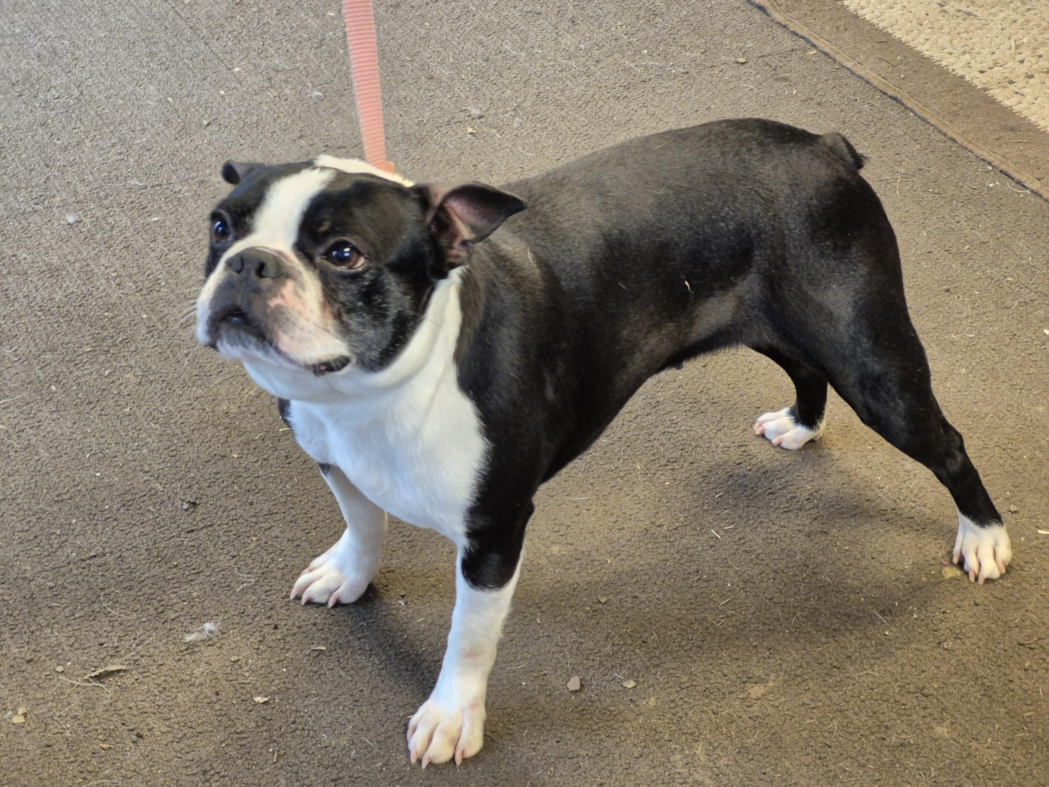 Rosie, ADOPTABLE, Adult Female Boston Terrier.