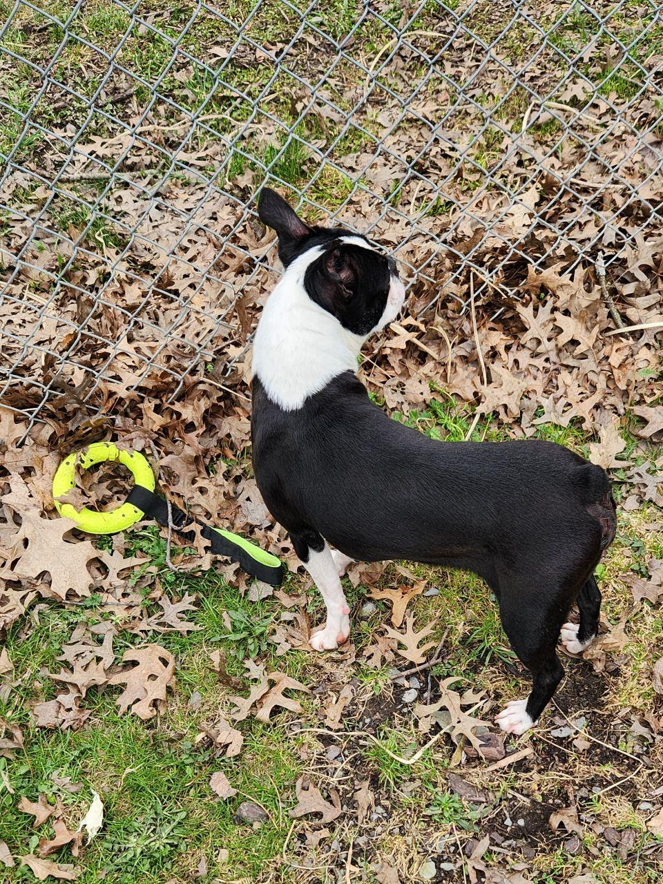 Enlarge Rosie, a ADOPTABLE Boston Terrier in Trumansburg, NY image 4/4