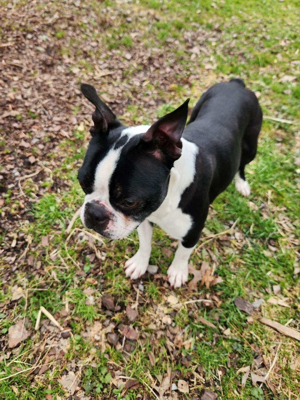 Enlarge Rosie, a ADOPTABLE Boston Terrier in Trumansburg, NY image 3/4
