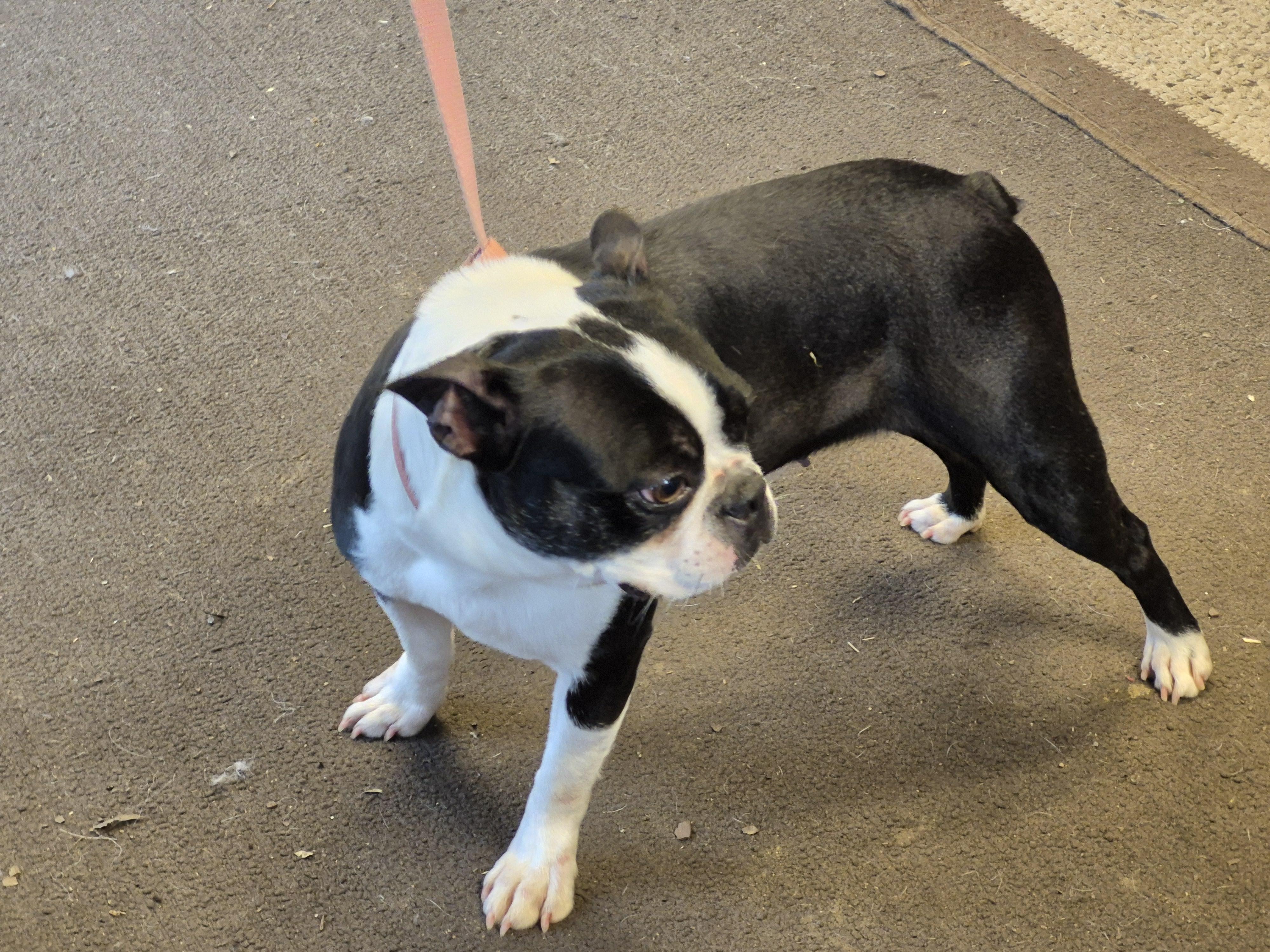 Enlarge Rosie, a ADOPTABLE Boston Terrier in Trumansburg, NY image 2/2