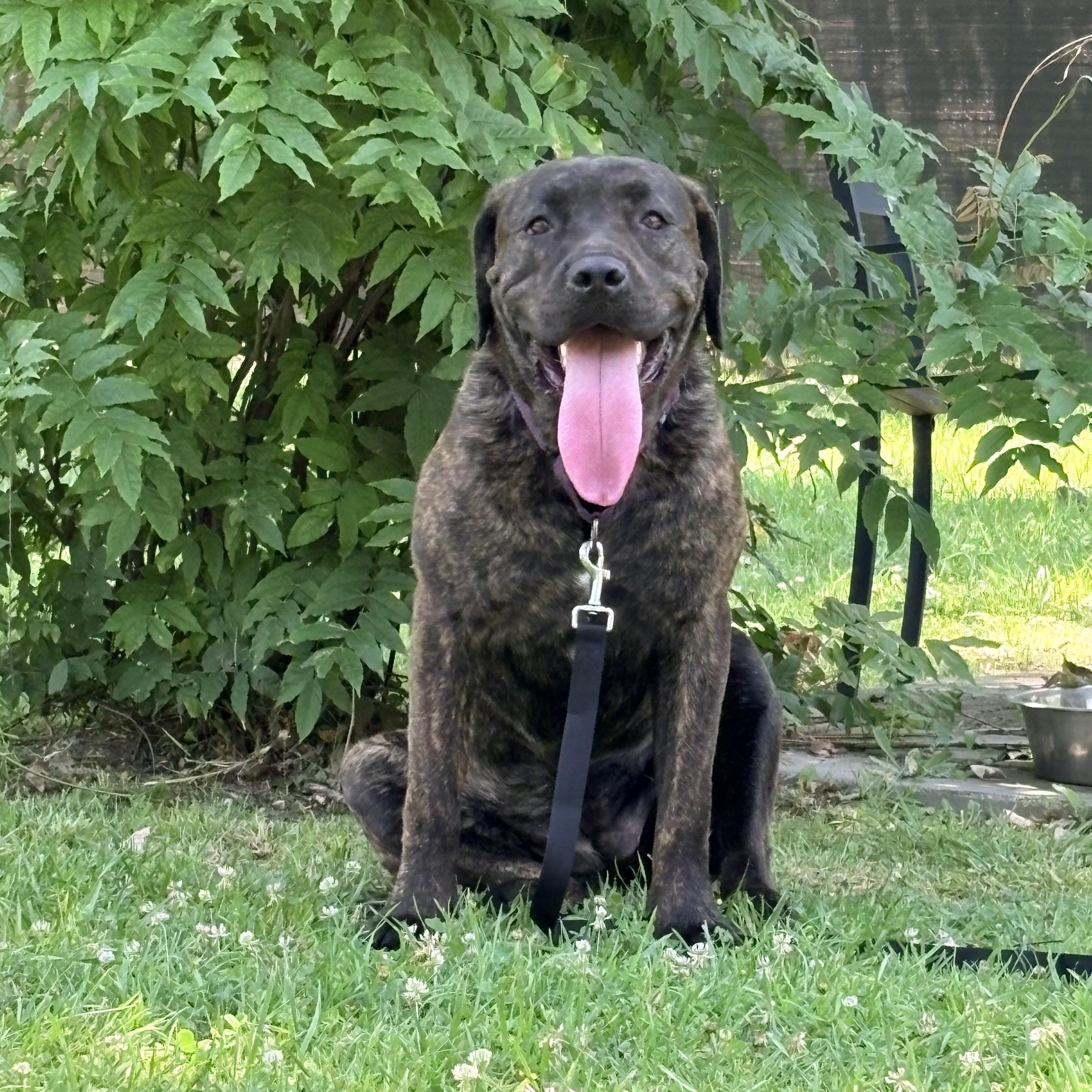Enlarge Athena, a Adoptable Cane Corso in Allen Park, MI image 3/5