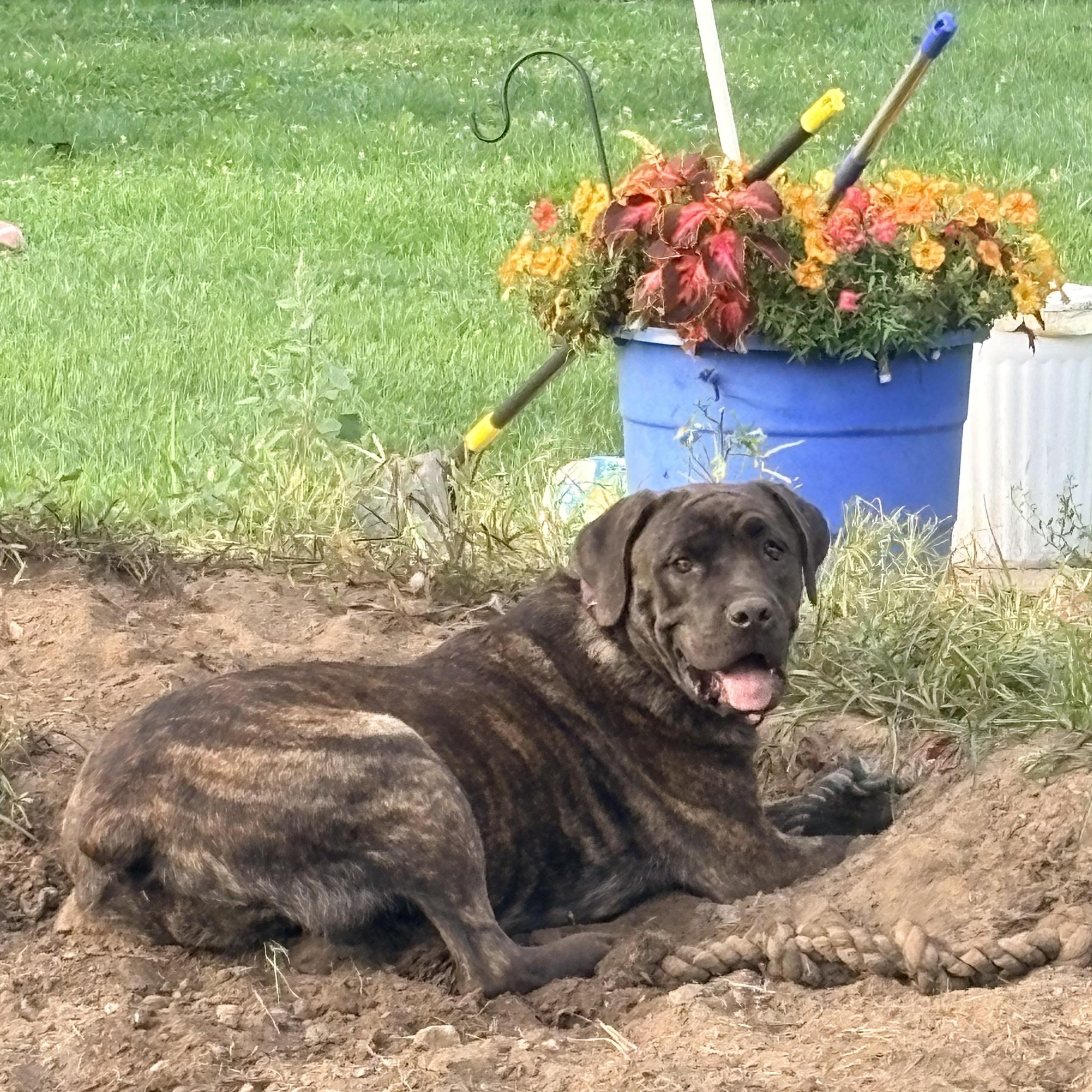 Enlarge Athena, a Adoptable Cane Corso in Allen Park, MI image 2/5