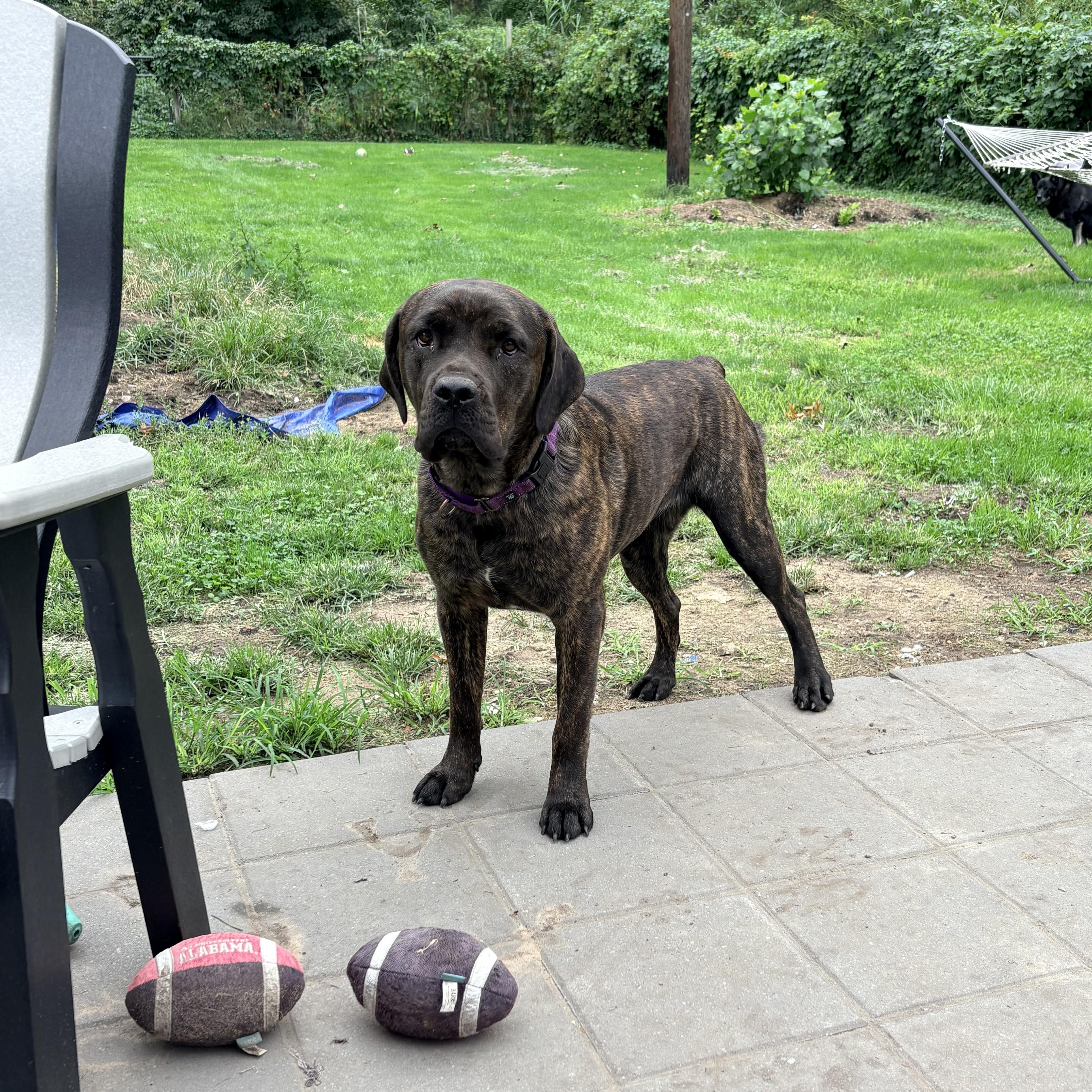 Athena, Adoptable, Young Female Cane Corso.