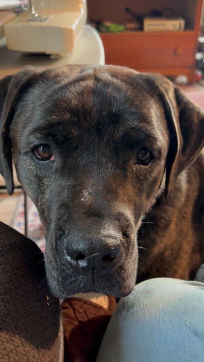 Enlarge Athena, a Adoptable Cane Corso in Allen Park, MI video 5/5