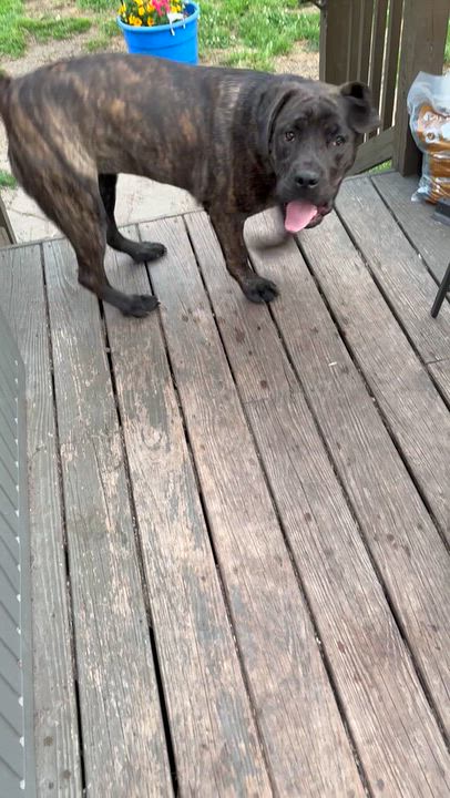 Enlarge Athena, a Adoptable Cane Corso in Allen Park, MI video 4/5