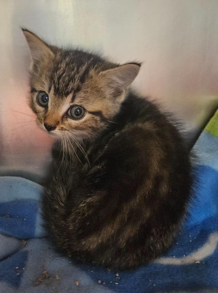 Lassa, Adopted, Kitten Female Domestic Short Hair.