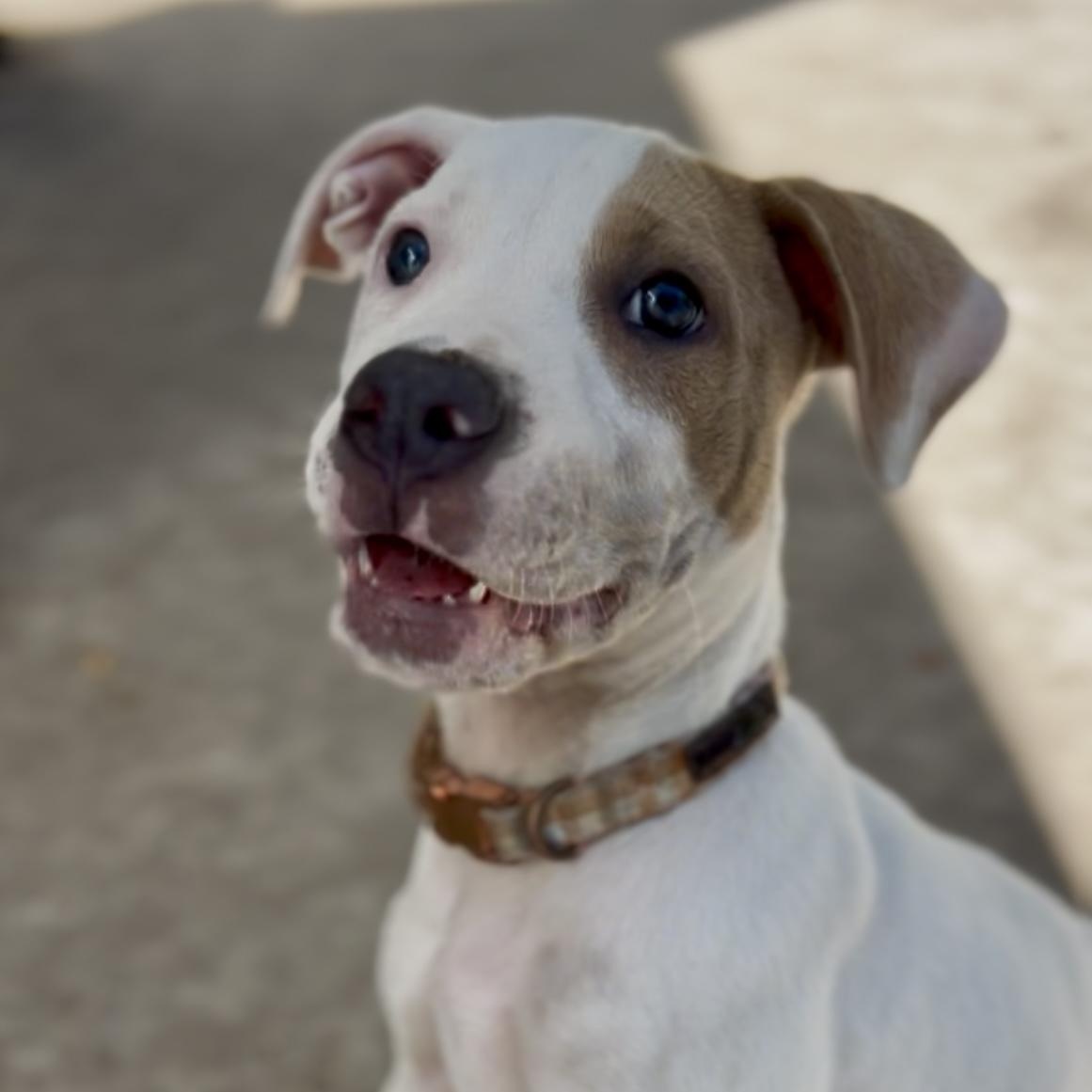 Enlarge Ian, an adoptable mixed breed in Charleston, SC image 1/2