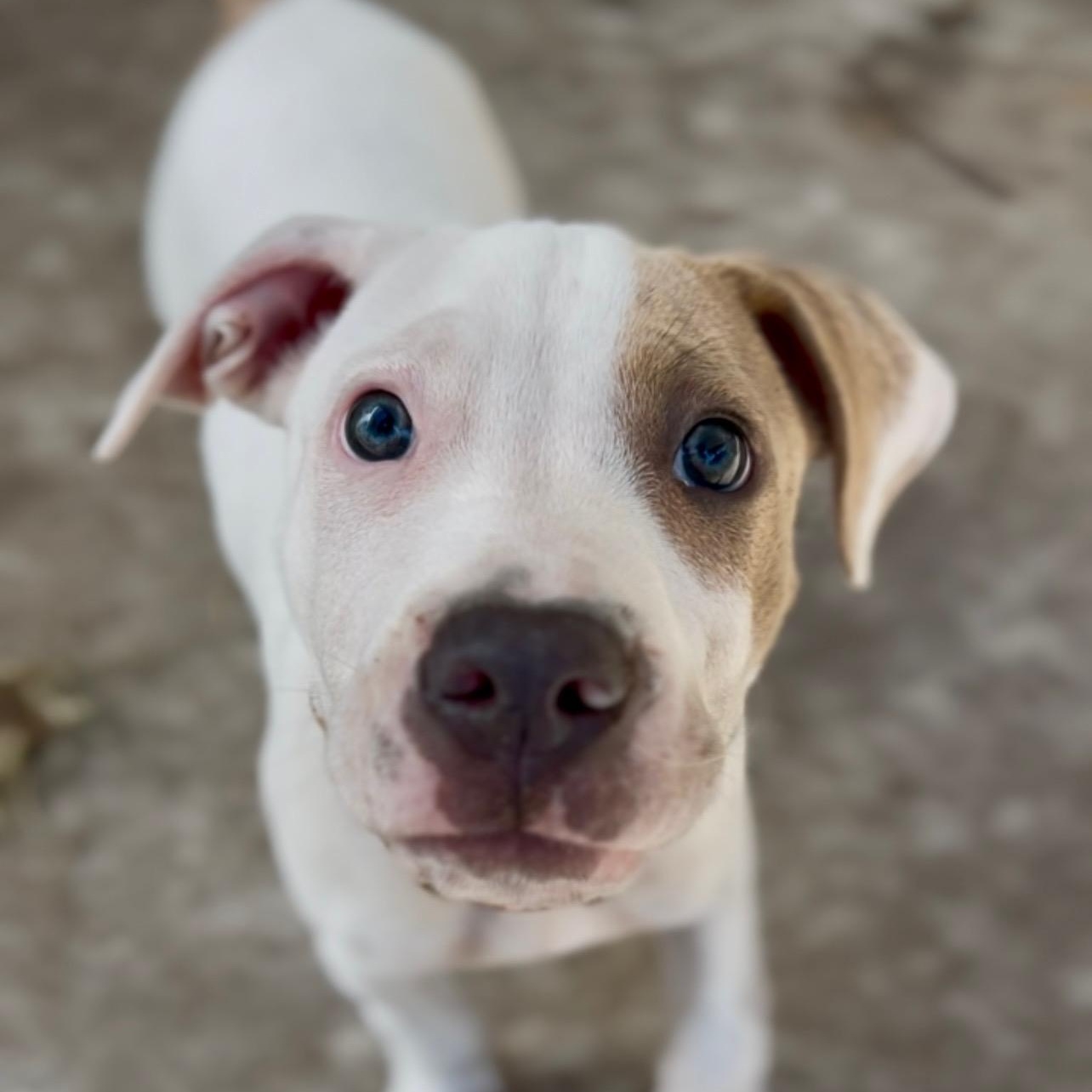 Enlarge Ian, an adoptable mixed breed in Charleston, SC image 2/2