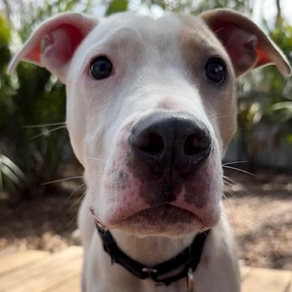 Enlarge Ian (in foster care), an adoptable mixed breed in Charleston, SC image 2/2