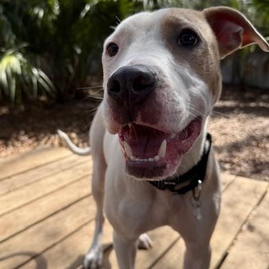 Enlarge Ian (in foster care), an adoptable mixed breed in Charleston, SC image 1/2