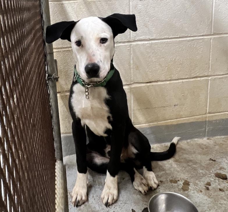 Bert, Adoptable, Puppy Male Terrier.