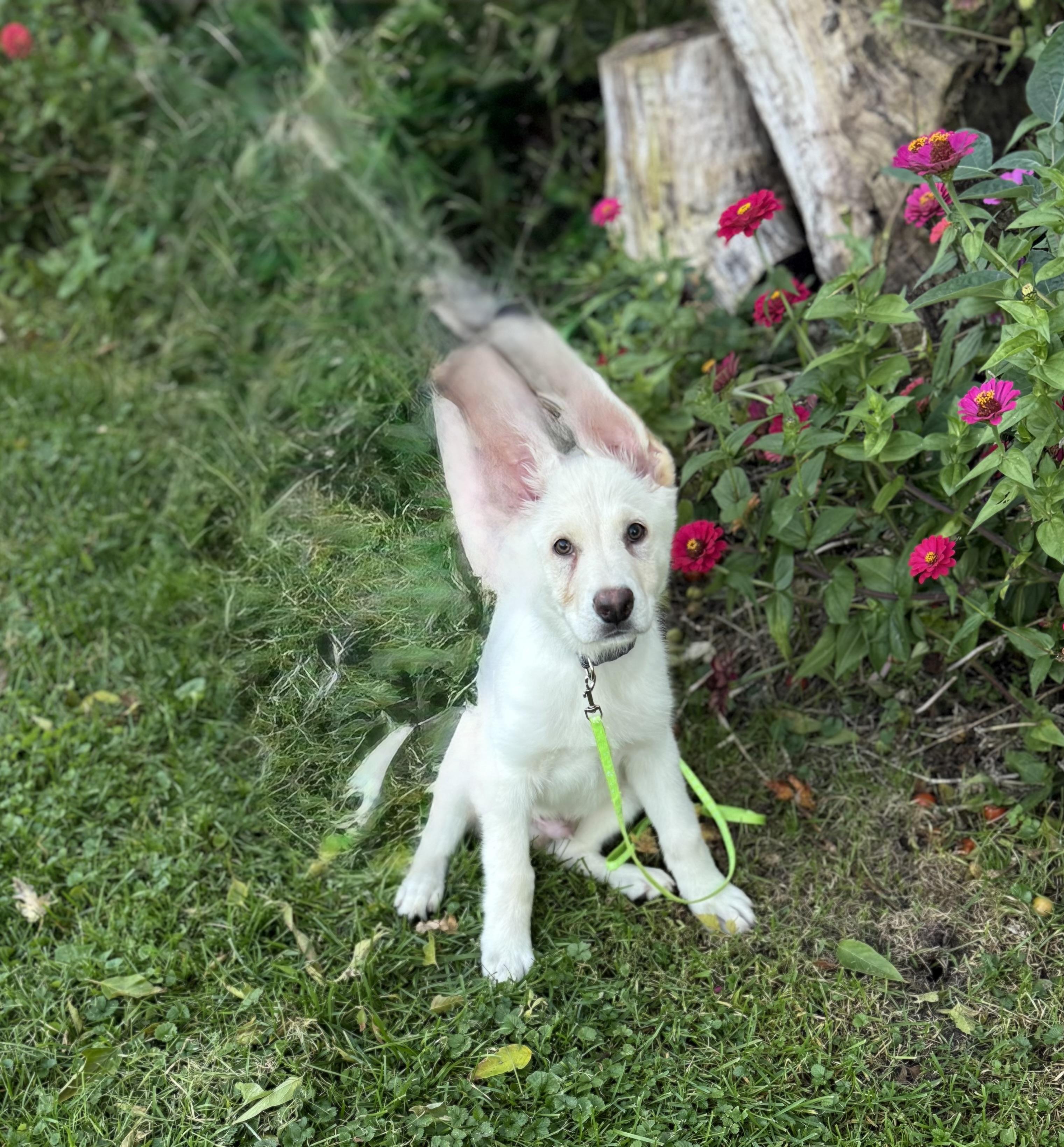 Enlarge Blade, a Adopted mixed breed in White Lake, MI image 4/4