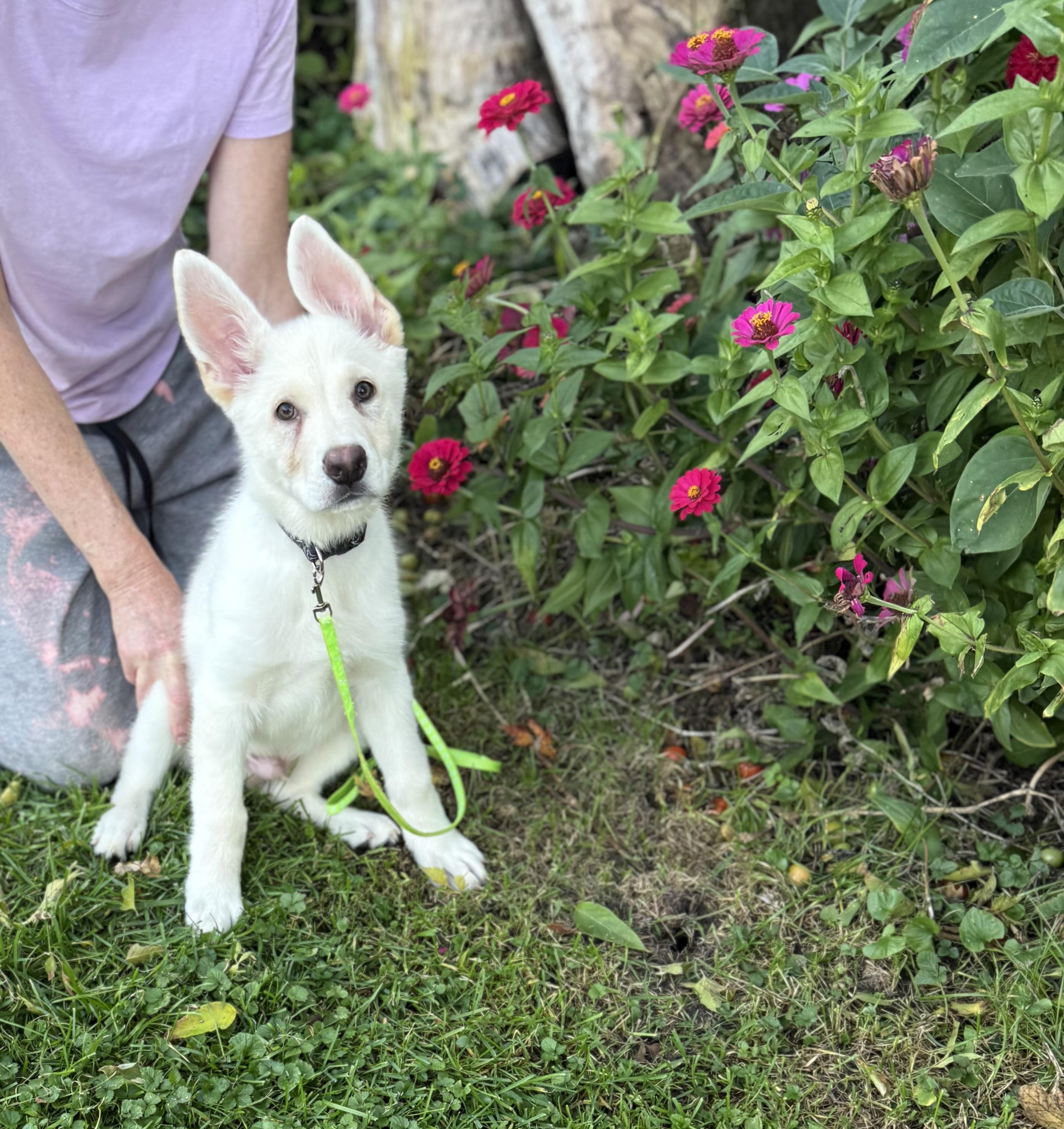 Enlarge Blade, a Adopted mixed breed in White Lake, MI image 3/4