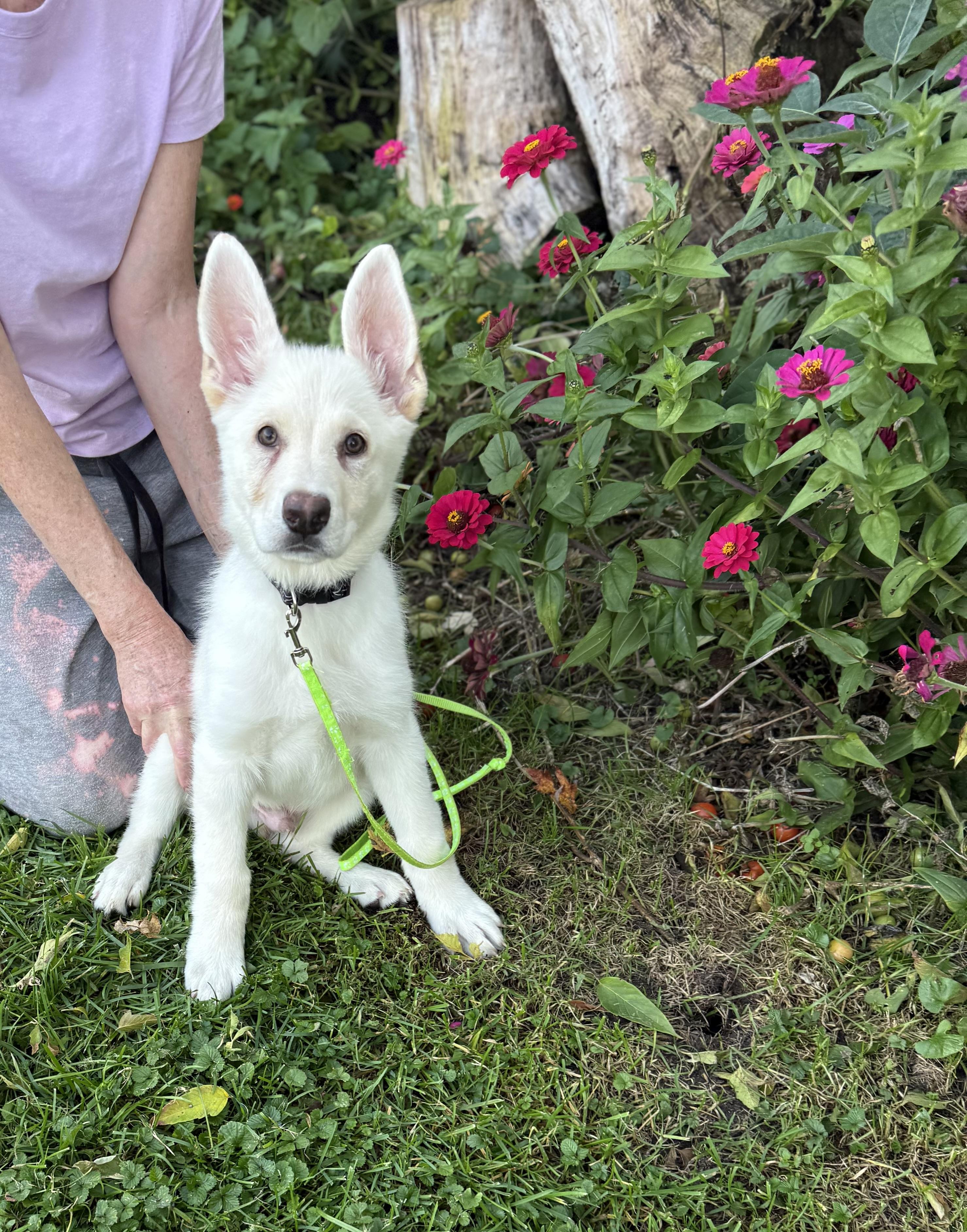 Enlarge Blade, a Adopted mixed breed in White Lake, MI image 2/4