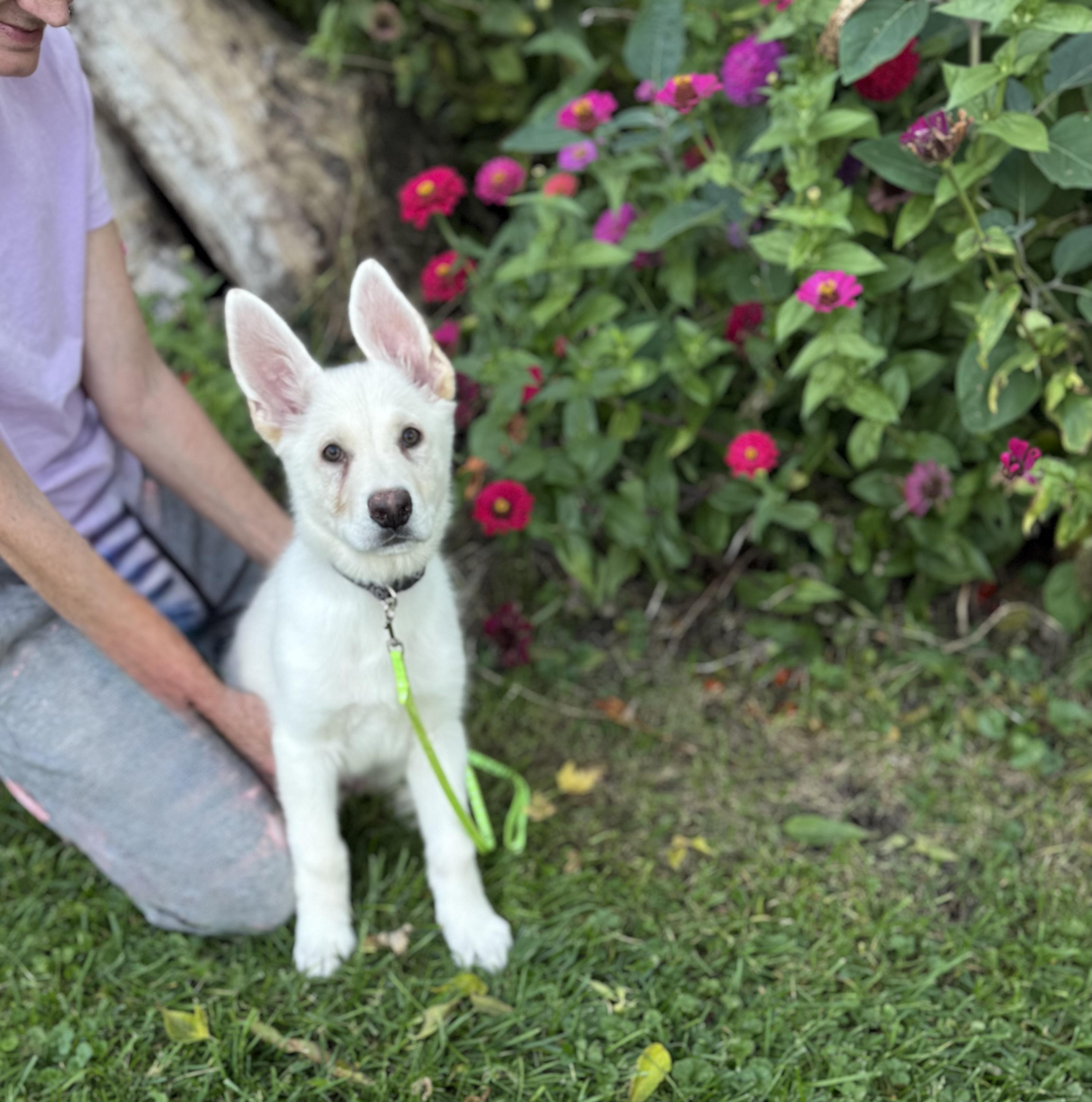 Blade, Adopted, Puppy Male White German Shepherd & German Shepherd Dog.