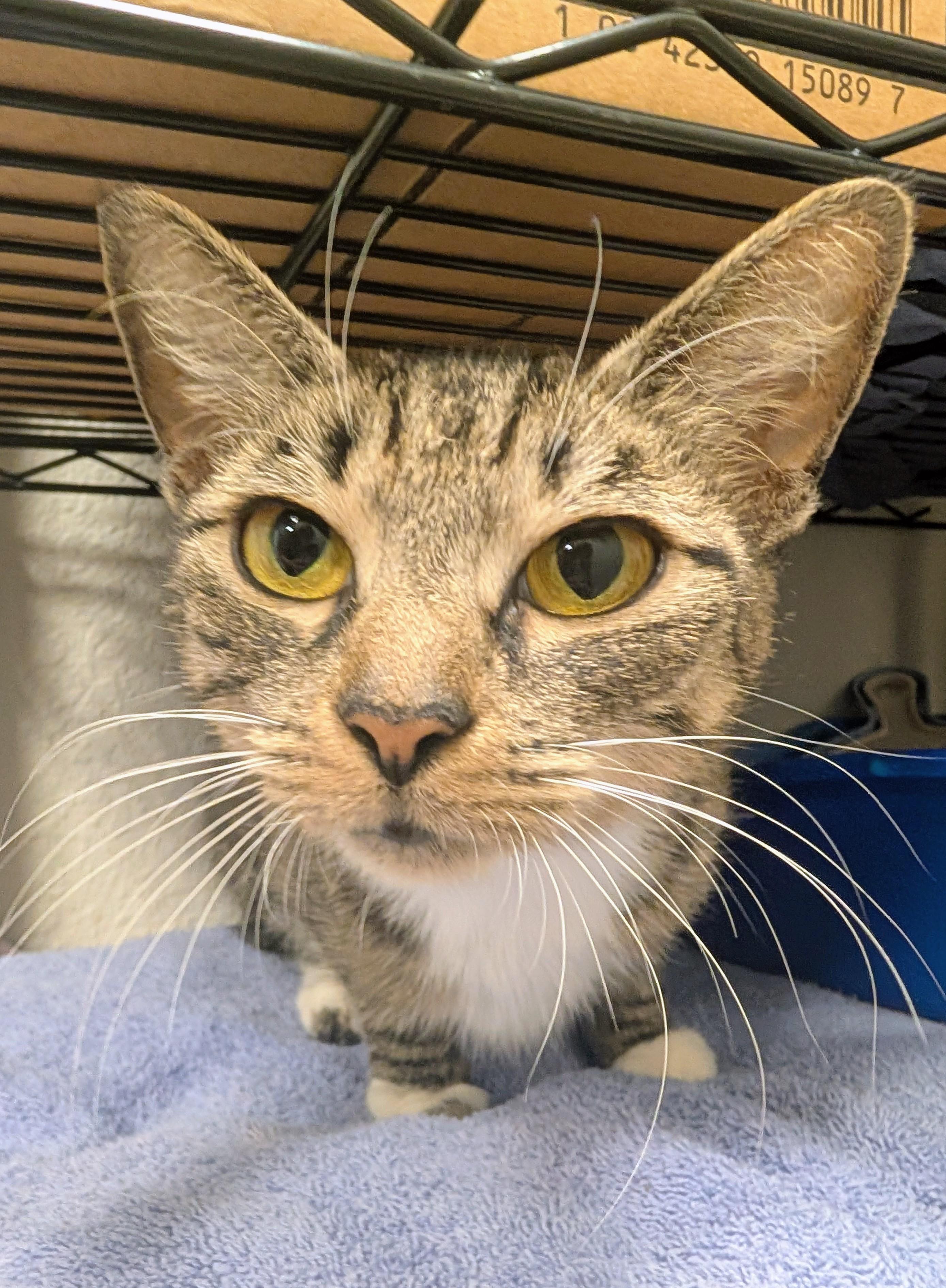 Sakina, ADOPTABLE, Young Female Domestic Short Hair.