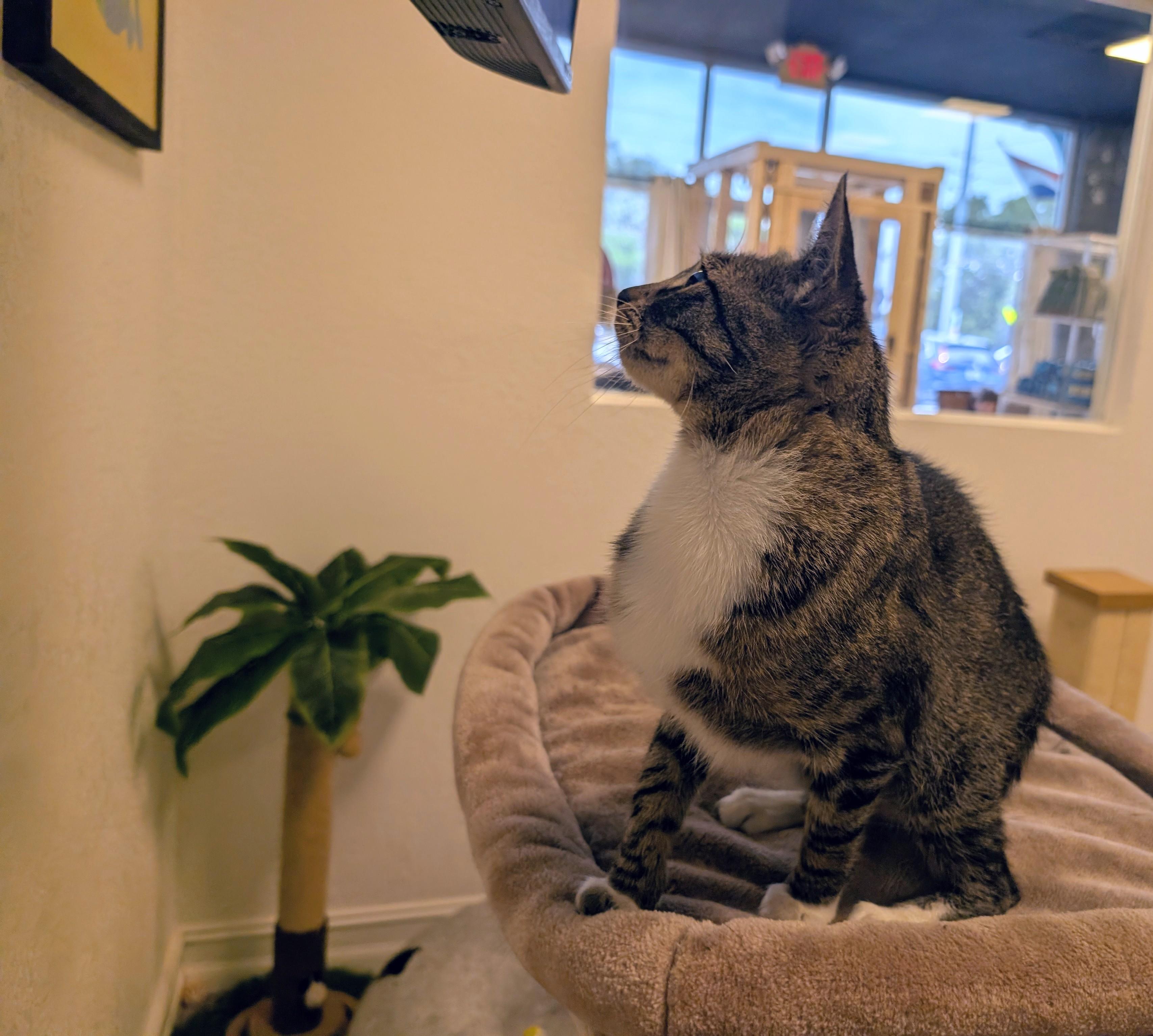 Enlarge Sakina, a ADOPTABLE Domestic Short Hair in Palm Harbor, FL image 3/3