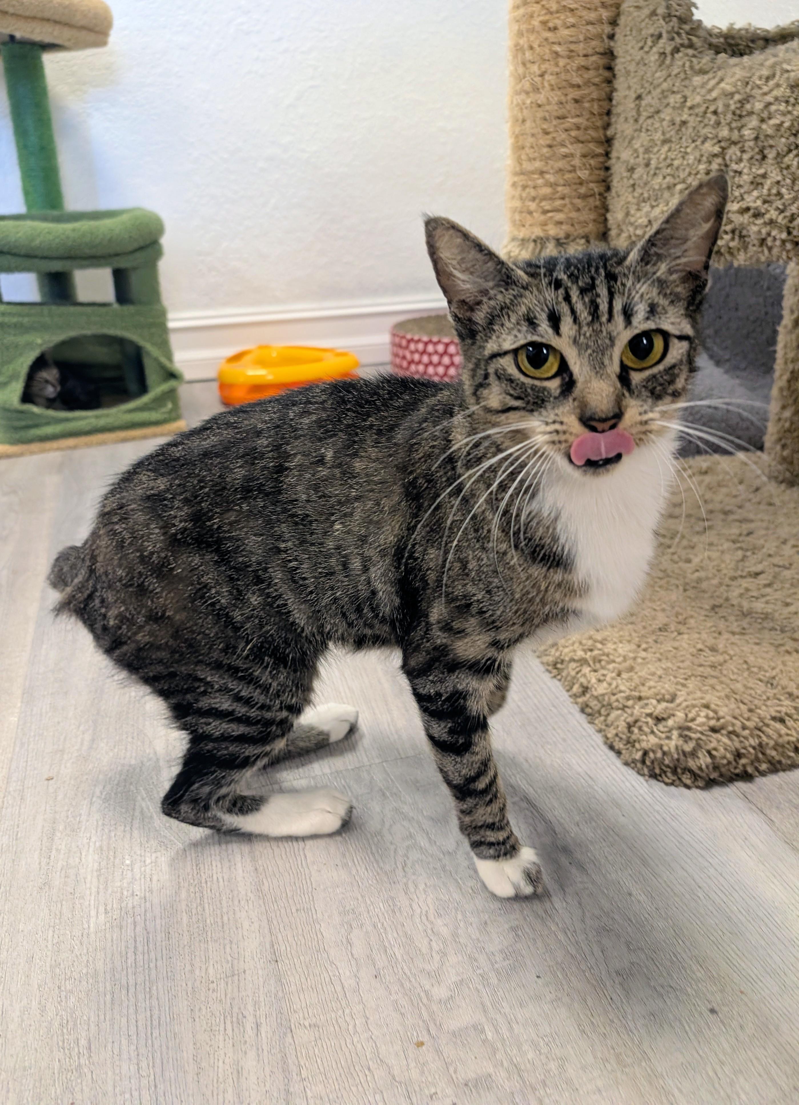 Enlarge Sakina, a ADOPTABLE Domestic Short Hair in Palm Harbor, FL image 2/3