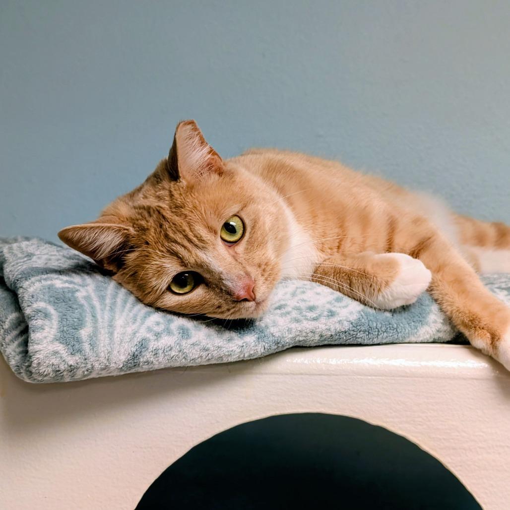 Creamsicle, Adoptable, Adult Male Domestic Short Hair.