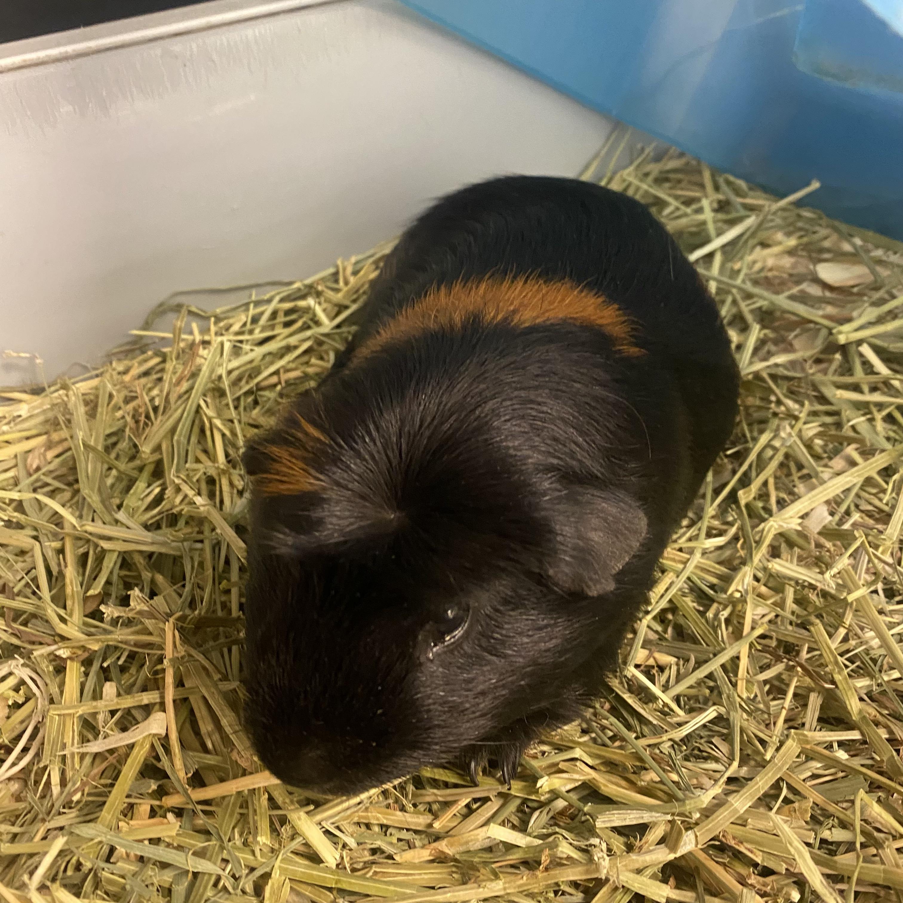Enlarge Pablo, a Adoptable Guinea Pig in South Elgin, IL image 1/2