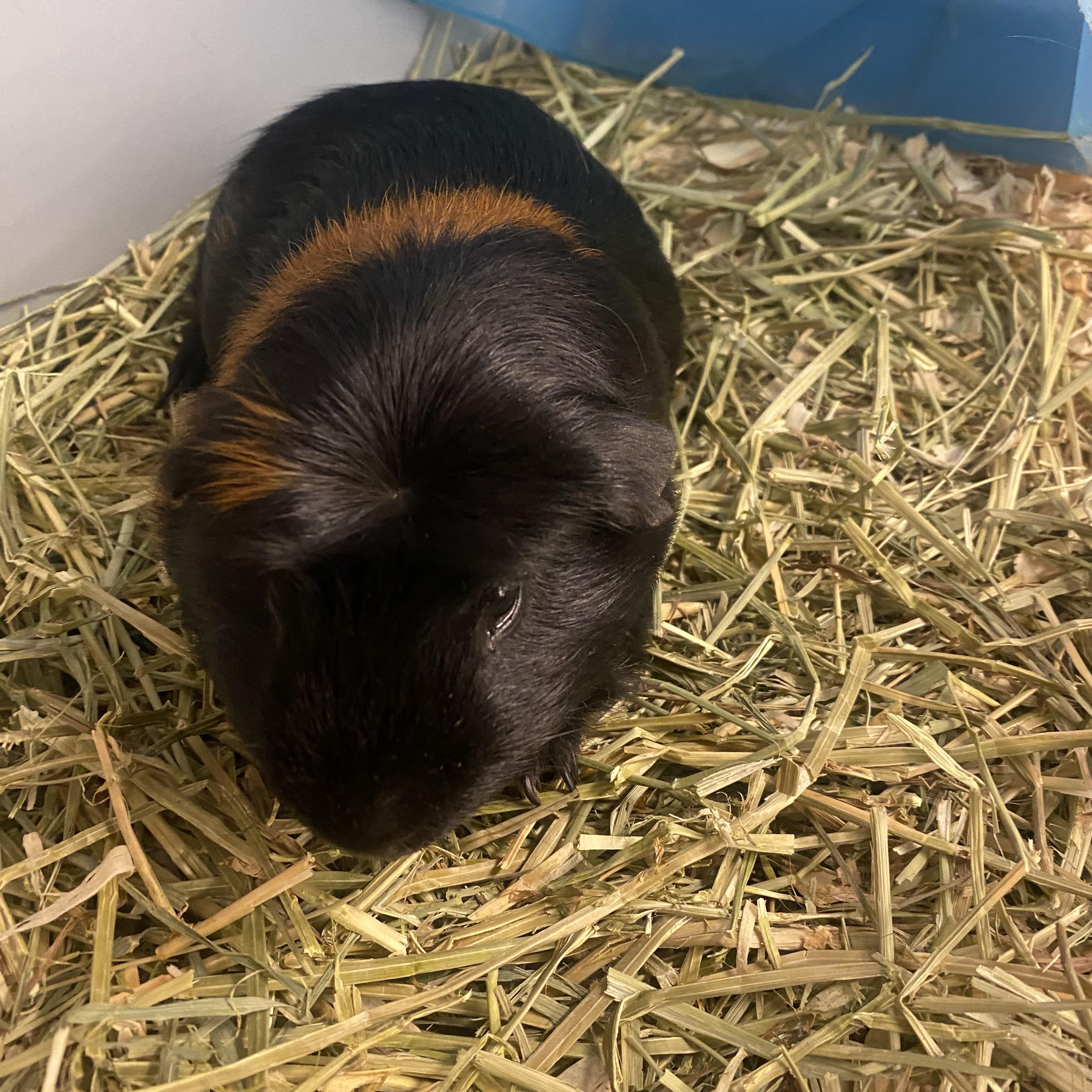 Enlarge Pablo, a Adoptable Guinea Pig in South Elgin, IL image 2/2