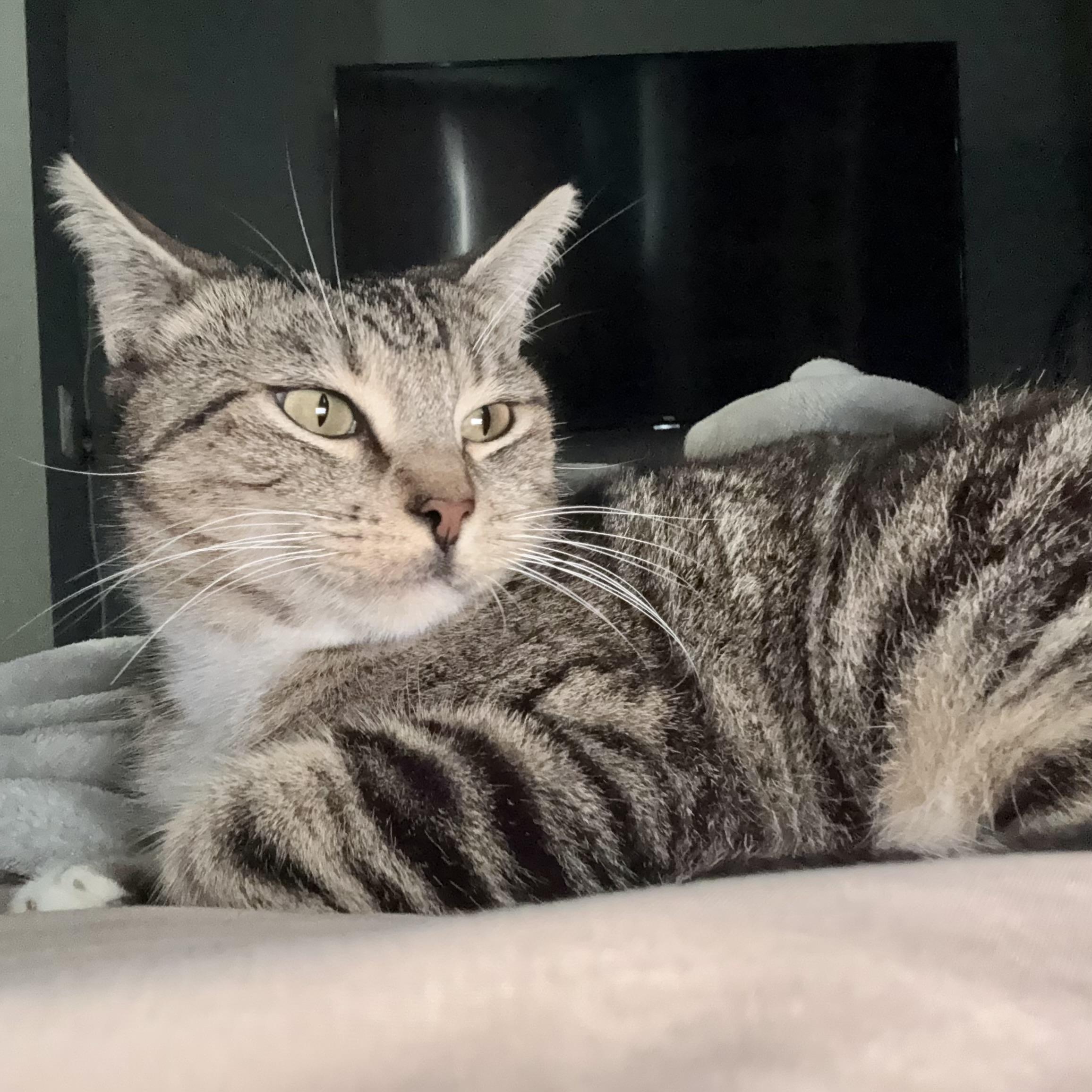 Enlarge Rose, a Adoptable Domestic Short Hair in Los Angeles, CA image 4/6