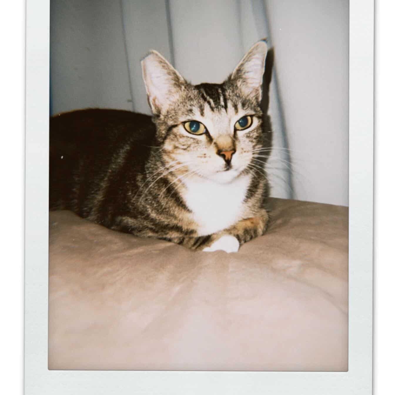 Enlarge Rose, a Adoptable Domestic Short Hair in Los Angeles, CA image 6/6