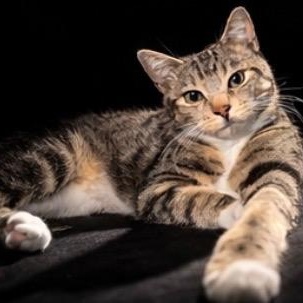Enlarge Rose, a Adoptable Domestic Short Hair in Los Angeles, CA image 3/6