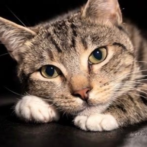 Enlarge Rose, a Adoptable Domestic Short Hair in Los Angeles, CA image 1/6