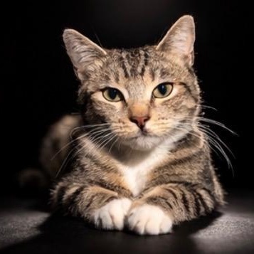 Enlarge Rose, a Adoptable Domestic Short Hair in Los Angeles, CA image 2/6