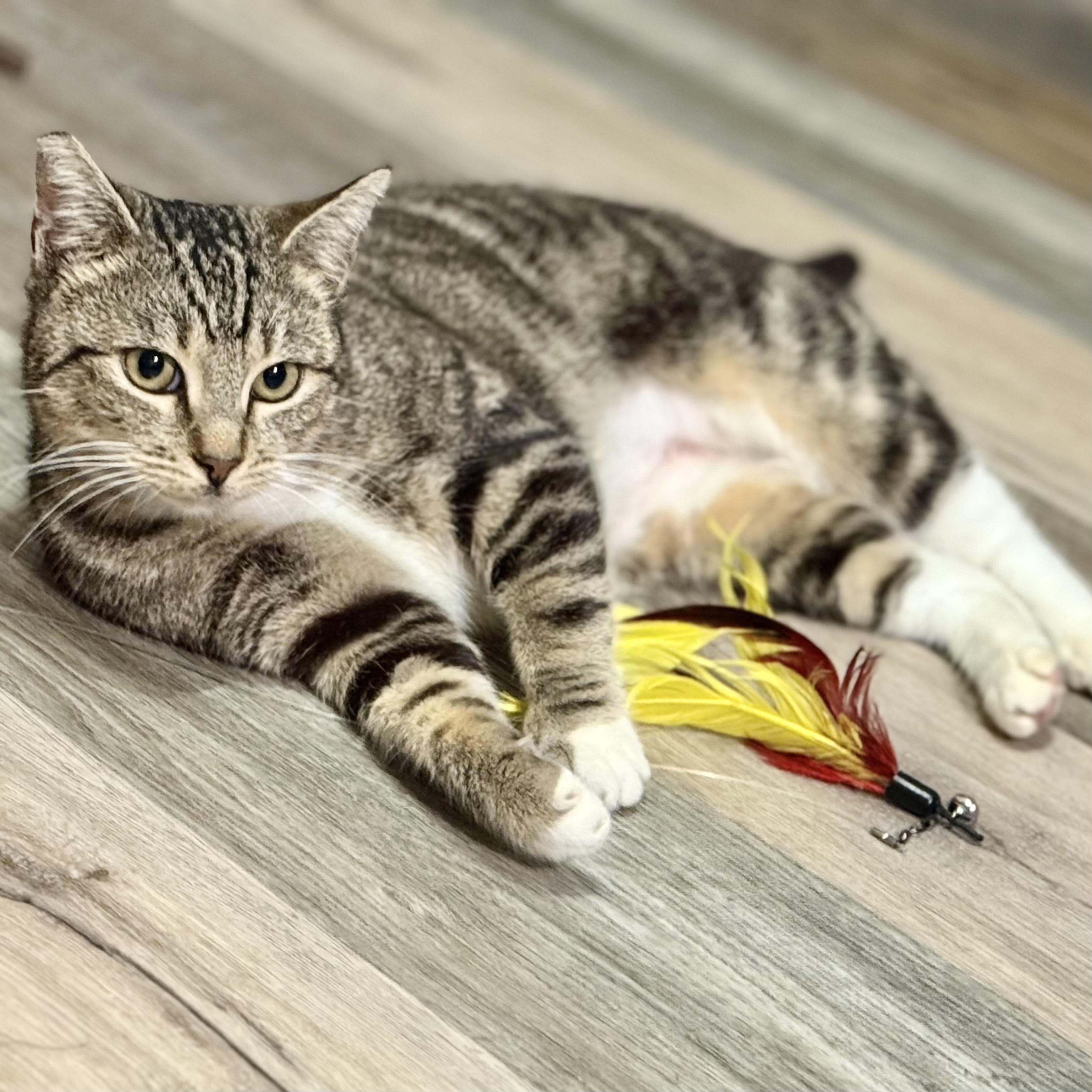 Enlarge Rose, a Adoptable Domestic Short Hair in Los Angeles, CA image 5/6