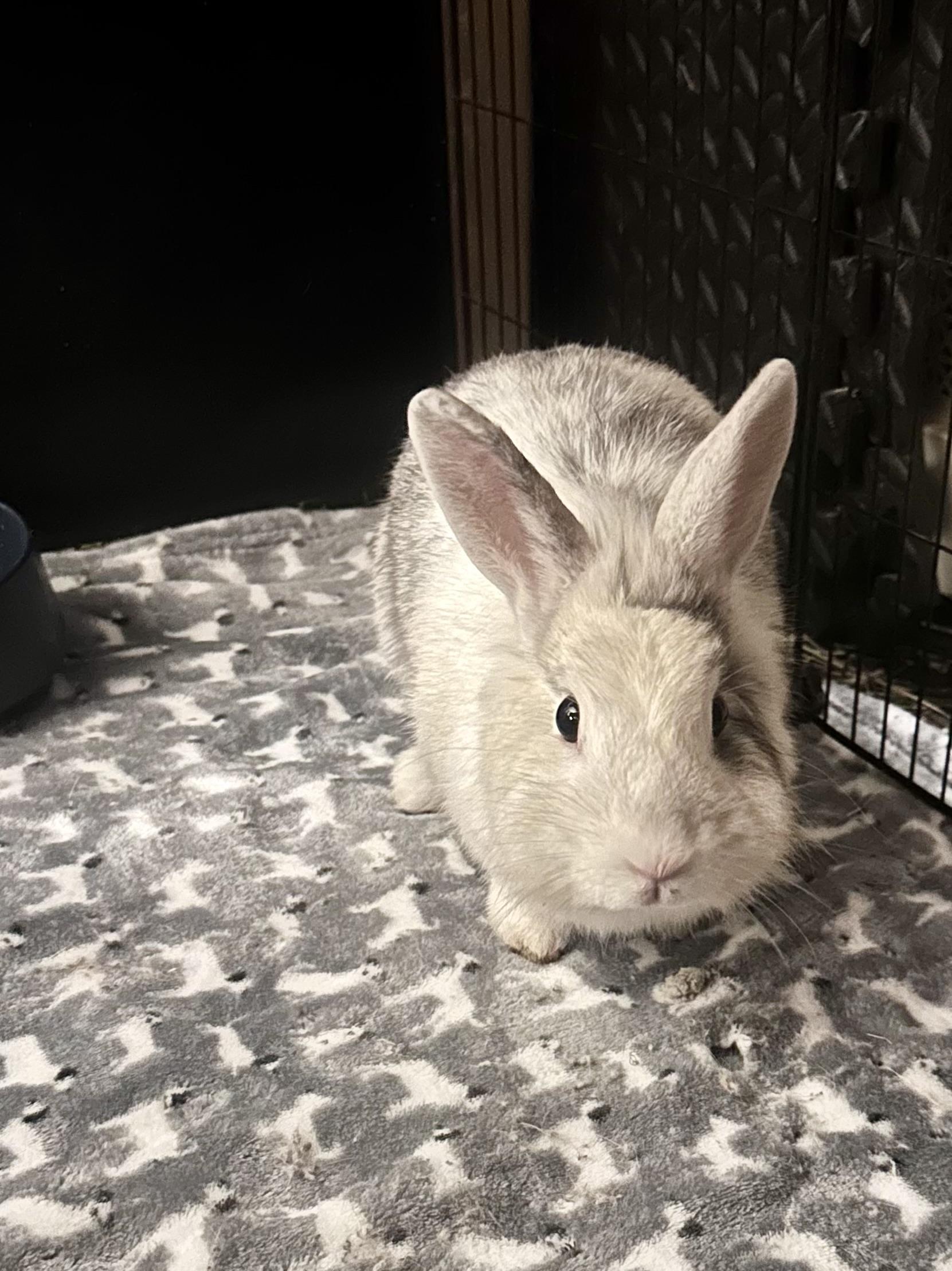 Dreamy, Adopted, Young Female Harlequin.