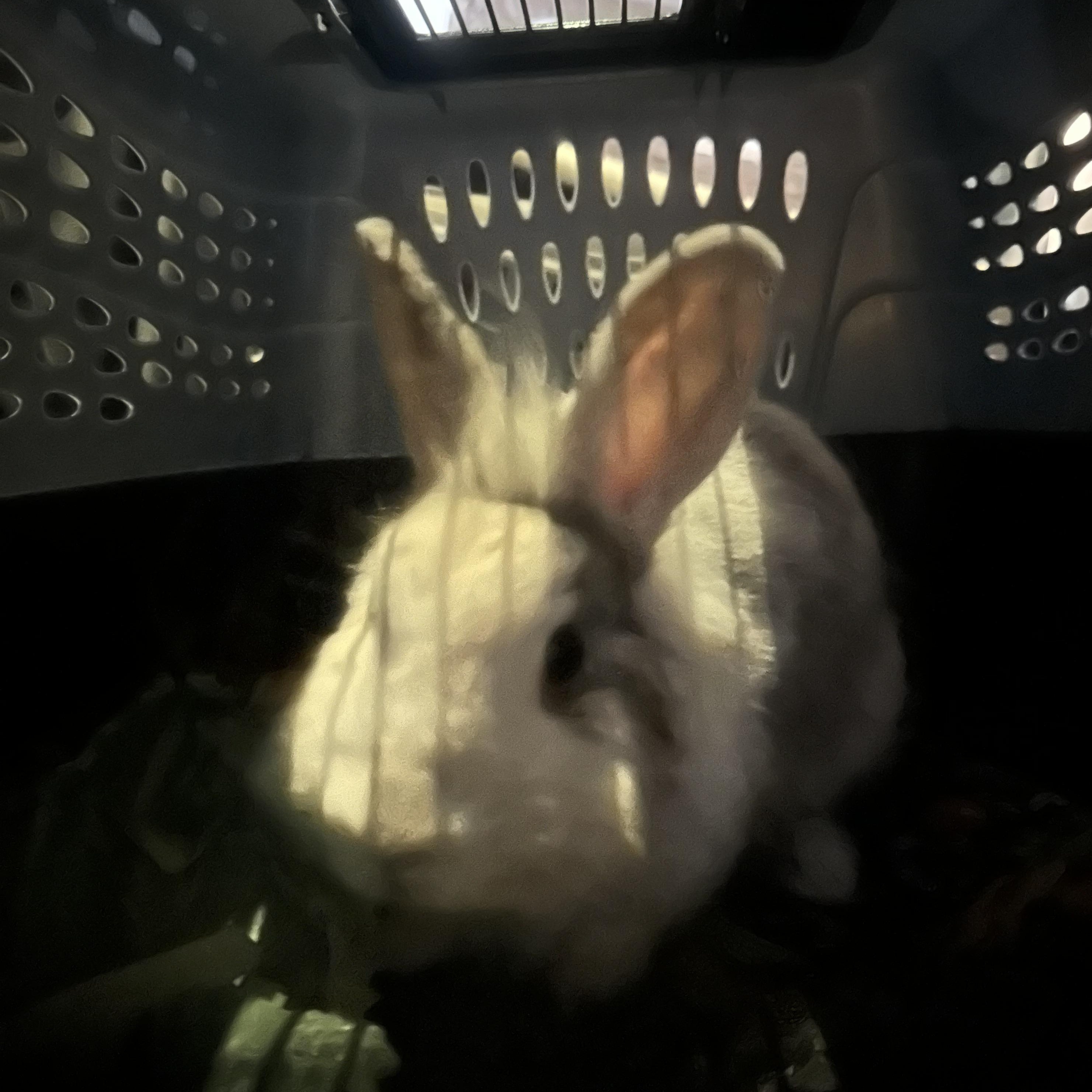 Enlarge Dreamy, a Adopted Harlequin in Philadelphia, PA image 3/3
