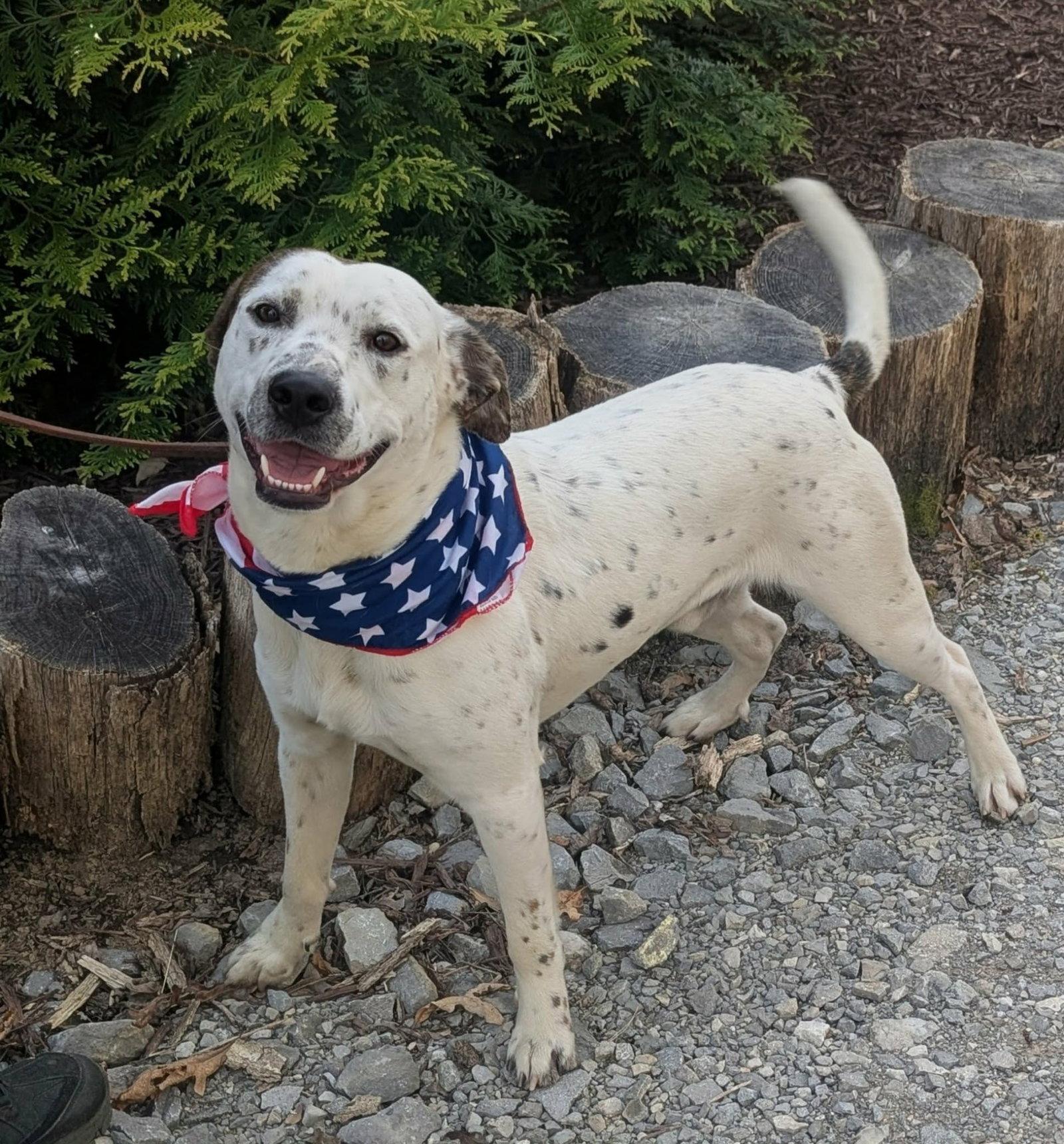 Enlarge Monty - FREE TO ADOPT!, a Adoptable mixed breed in Cookeville, TN image 2/3