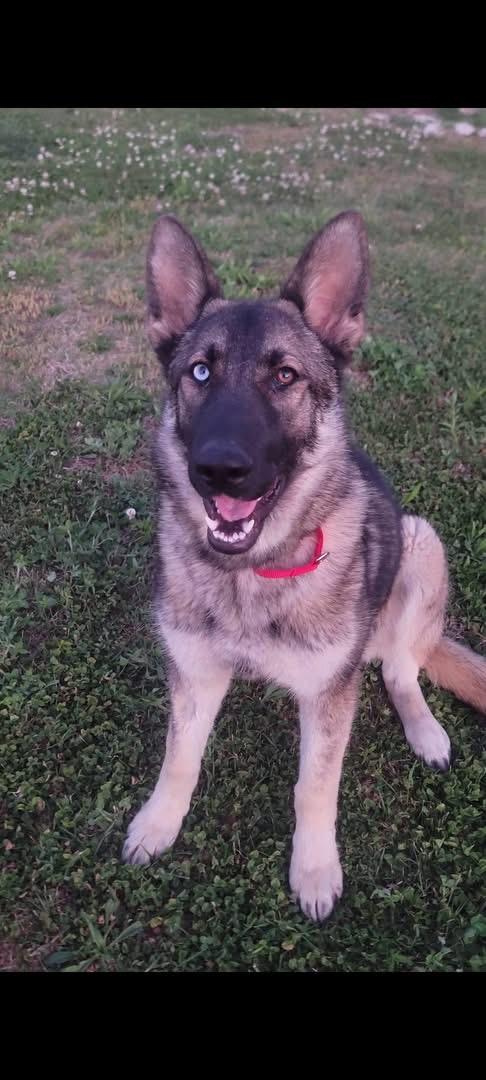 Clover, Adopted, Young Female German Shepherd Dog.