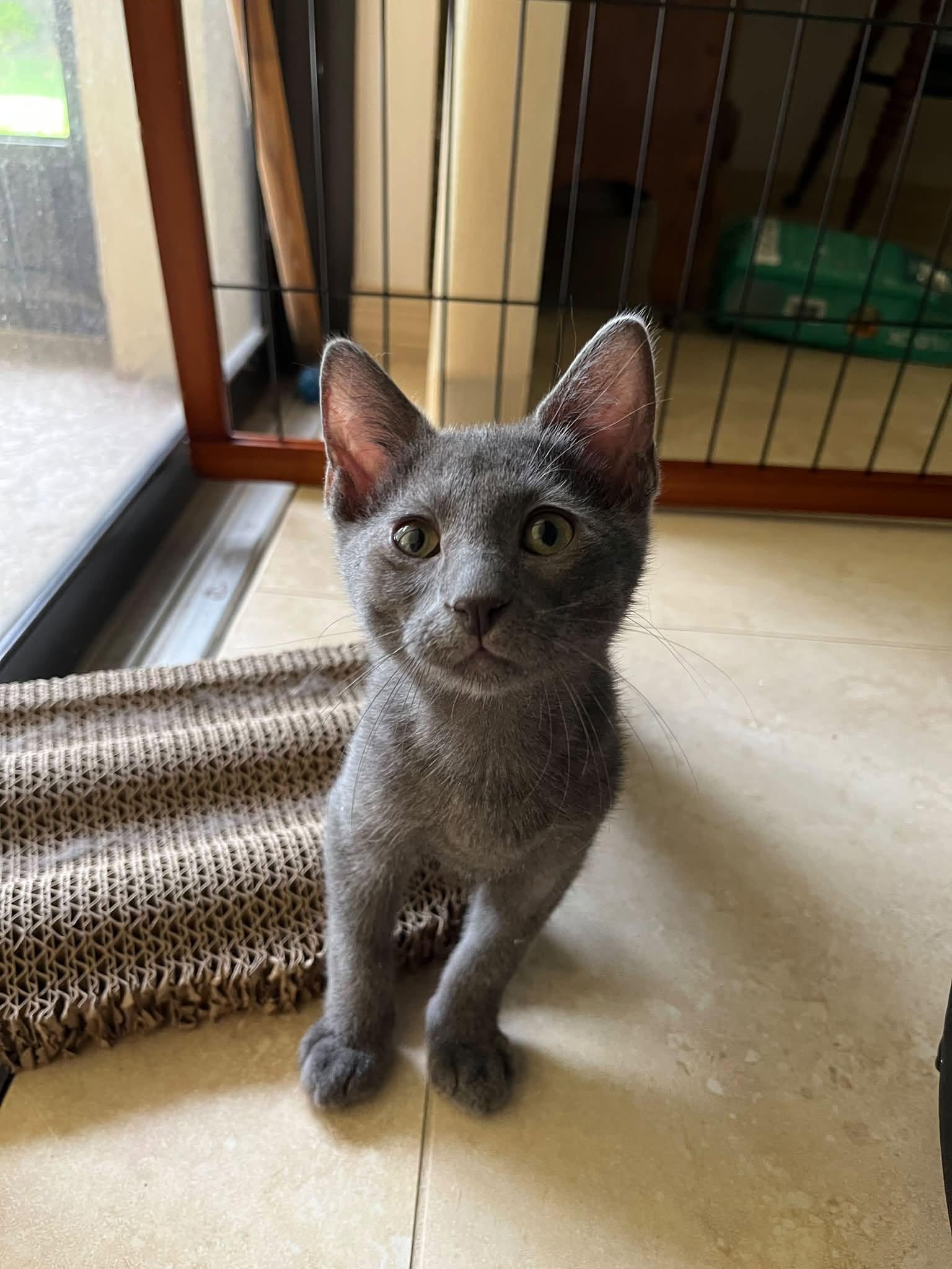 Giuseppe, Adoptable, Young Male Domestic Short Hair.