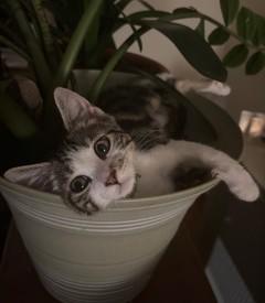 Enlarge Bobbi - KITTEN, an adopted mixed breed in Harrison, NY image 3/4