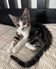 Enlarge Bobbi - KITTEN, an adopted mixed breed in Harrison, NY image 1/4