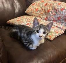 Enlarge Bobbi - KITTEN, an adopted mixed breed in Harrison, NY image 2/4