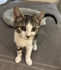Enlarge Bobbi - KITTEN, an adopted mixed breed in Harrison, NY image 4/4