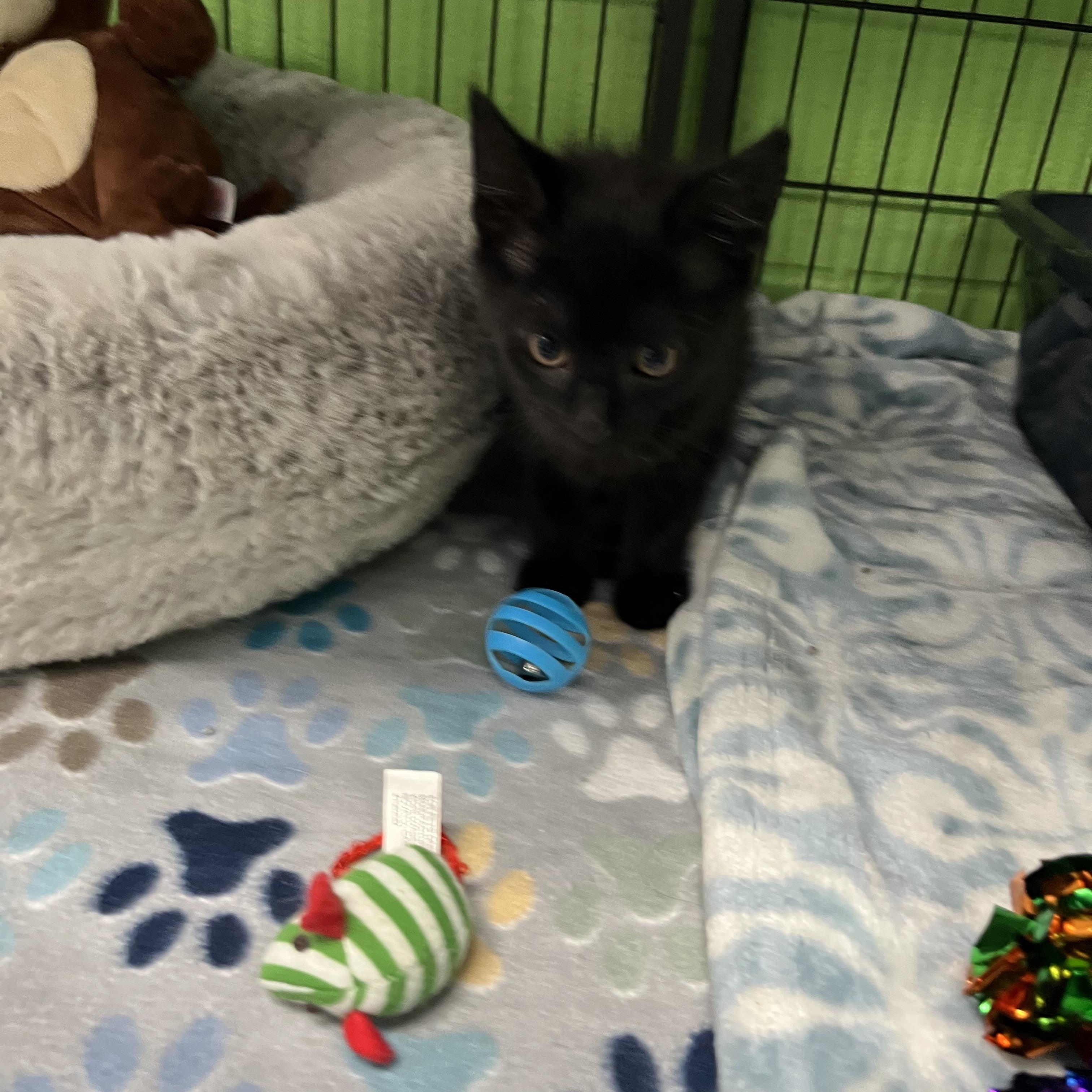 Enlarge Punch, an adopted Tabby in Pompton Plains, NJ image 1/1