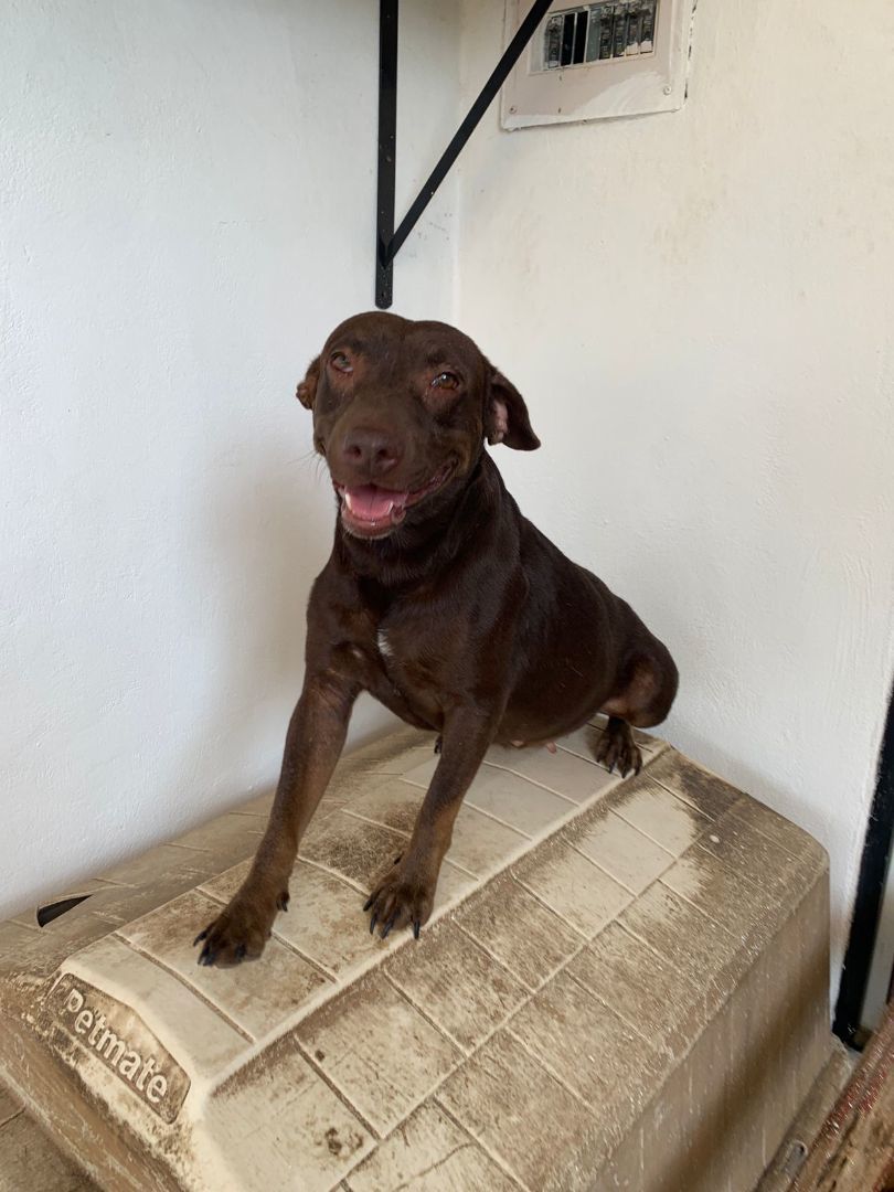 Enlarge Canela, a Adoptable mixed breed in Los Angeles, CA image 1/5