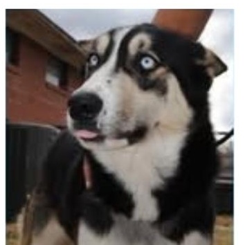 Titan, an adopted mixed breed in Mineral Wells, TX image 2/2